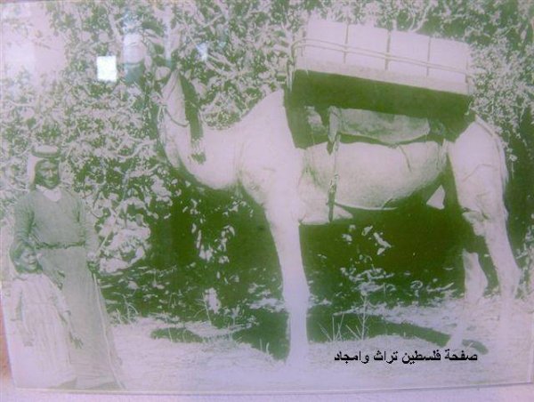 صَفُّورِيَّة | موسوعة القرى الفلسطينية