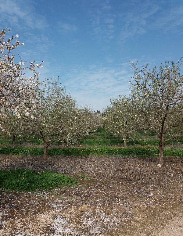 خُنَيْفِسْ | موسوعة القرى الفلسطينية
