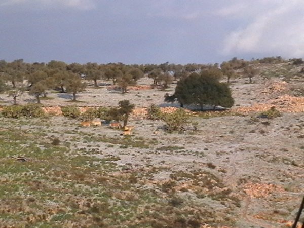 يافة الناصرة | موسوعة القرى الفلسطينية