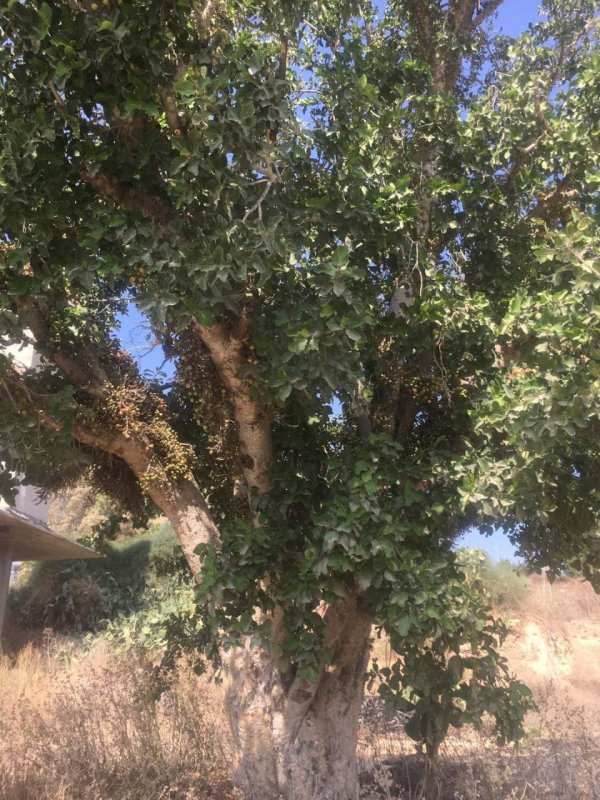 بَرْبَرَة | موسوعة القرى الفلسطينية بَرْبَرَة | موسوعة القرى الفلسطينية