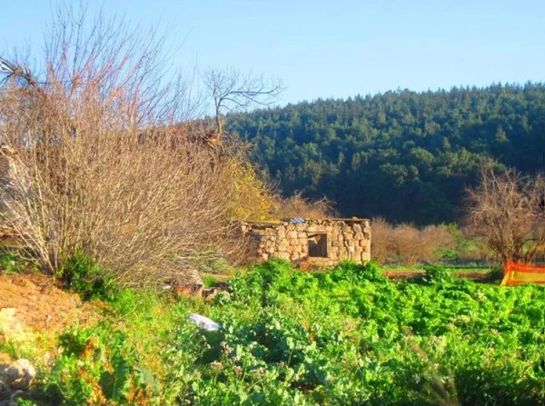 صَفُّورِيَّة | موسوعة القرى الفلسطينية