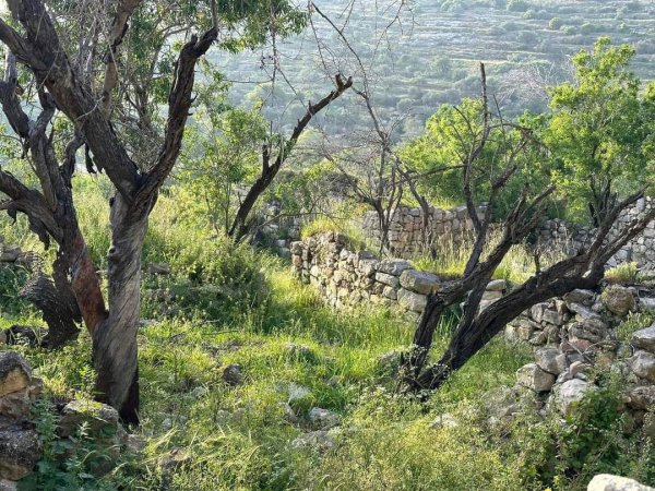 يَاسُوف | موسوعة القرى الفلسطينية يَاسُوف | موسوعة القرى الفلسطينية