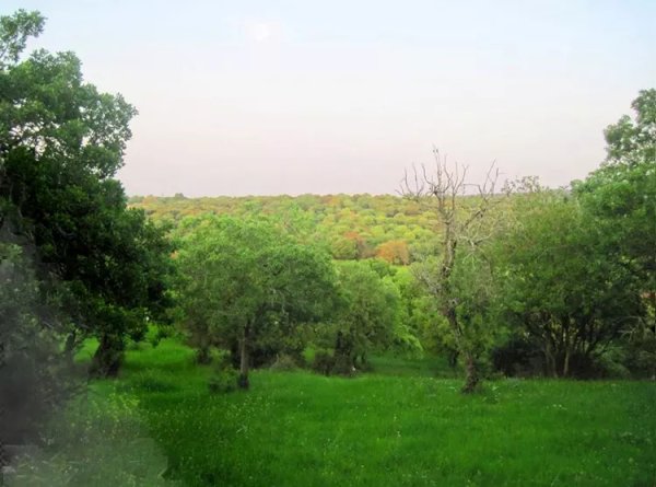 صَفُّورِيَّة | موسوعة القرى الفلسطينية