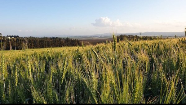 جَبَاتْا | موسوعة القرى الفلسطينية