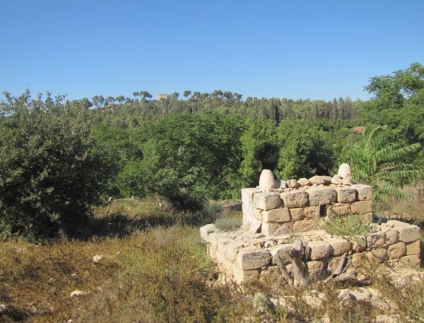 صَفُّورِيَّة | موسوعة القرى الفلسطينية