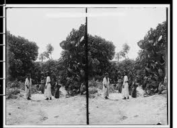 سولم / الزعبية | موسوعة القرى الفلسطينية