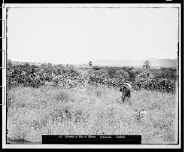 سولم / الزعبية | موسوعة القرى الفلسطينية