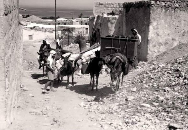 المشهد / مشهد يونس | موسوعة القرى الفلسطينية