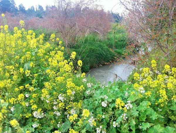 صَفُّورِيَّة | موسوعة القرى الفلسطينية