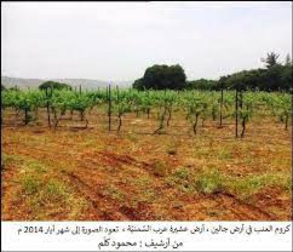 عرب السّّمنيّة / جالين | موسوعة القرى الفلسطينية