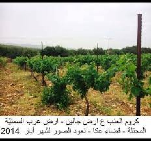 عرب السّّمنيّة / جالين | موسوعة القرى الفلسطينية